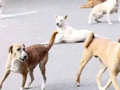 खंडवा में मासूम पर कुत्तों का हमला, 6 डॉग्स ने 50 मीटर तक घसीटा
