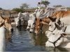 जनभागीदारी से मिलेगा निराश्रित गोवंश को सहारा