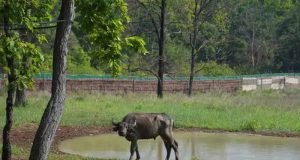 कान्हा में ‘जंगली भैंस’ की वापसी से हो रहा प्रदेश का वन्य वैभव समृद्ध