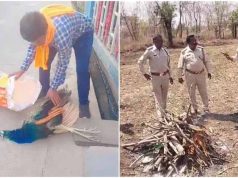 रतलाम में मोर की मौत पर उठे सवाल, बिना पोस्टमार्टम कर दी अंत्येष्टि