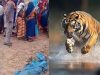 बांधवगढ़ में खूनी बाघ का आतंक! घर में घुसकर महिला को मार डाला, 3 परिजन घायल