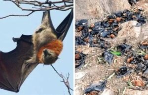 नौतपा की भीषण गर्मी से बालाघाट बेहाल, मलाजखंड में पारा 45 डिग्री पार