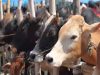गोमाता के जरिए खेती में ‘जीन क्रांति’ की तैयारी