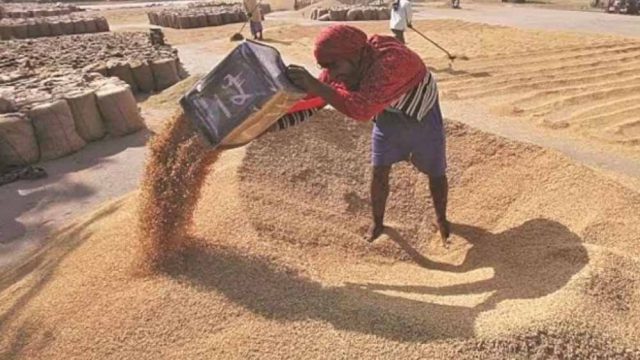 wheat_A_45_1-1.jpg
